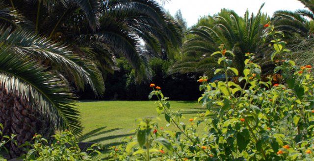 Giardino con palme e fiori arancioni.