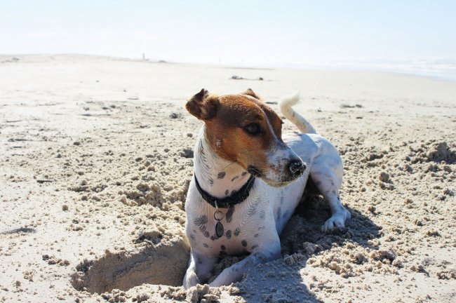 Cane bianco e marrone sulla spiaggia.