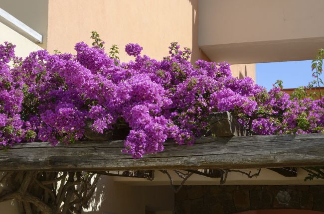 Ramo fiorito di bouganville viola su traliccio.