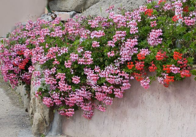 Fiori rosa e rossi su muretto di pietra.