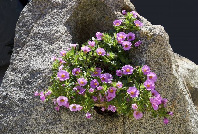 Fiori viola che crescono su una grande roccia grigia.