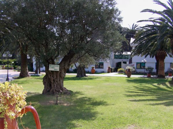Un olivo e palme in un giardino con erba verde e vasi in terracotta.