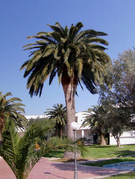 Una palma alta in un giardino con edifici bianchi sullo sfondo.