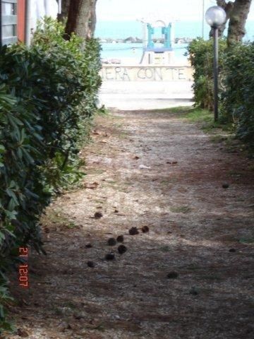 Sentiero sterrato fiancheggiato da siepi, porta a uno spazio aperto sullo sfondo.
