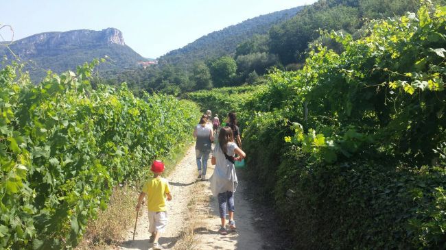 Gruppo di persone cammina su un sentiero tra vigneti.