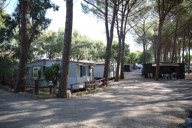 Case mobili tra alberi alti in un campeggio.
