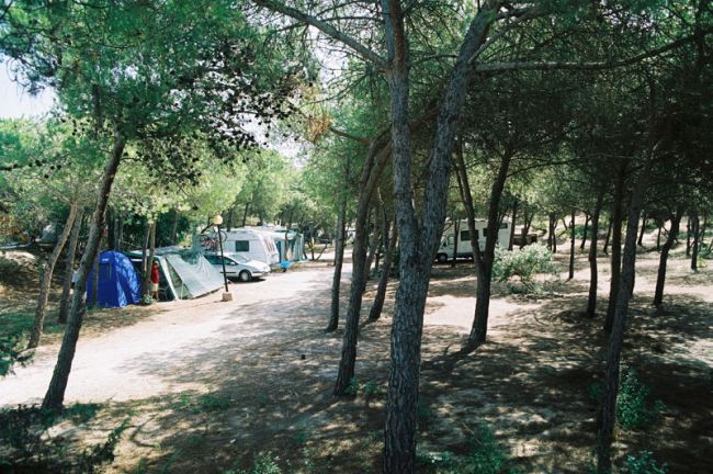 Area campeggio in una pineta con tende e roulotte sparse tra gli alberi.