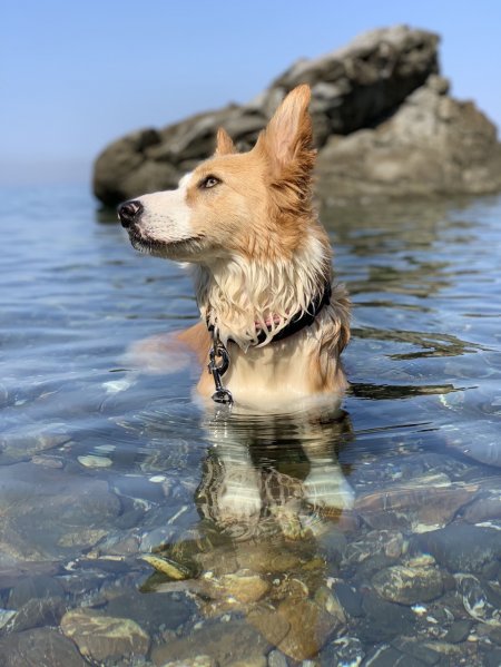 Cane bagnato che si rilassa in acqua limpida.