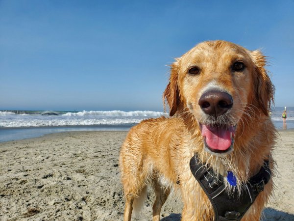 Un golden retriever bagnato e sorridente su una spiaggia con il mare sullo sfondo.