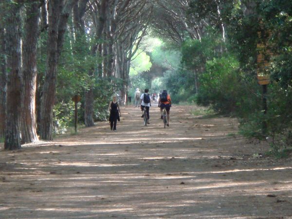 Persone che camminano e vanno in bicicletta su un sentiero alberato.