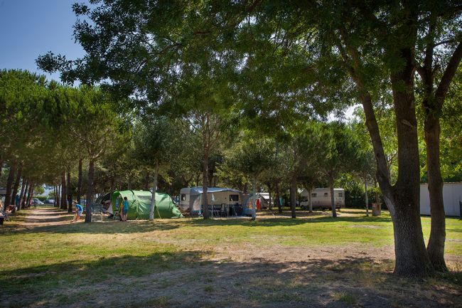 Tende tra alberi in un campeggio ombreggiato.