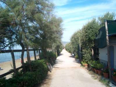 Un viale alberato con piante e cespugli su entrambi i lati.