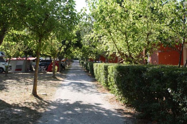 Sentiero alberato con siepi e tende da campeggio.