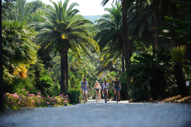 Persone in bicicletta su un viale fiancheggiato da palme.