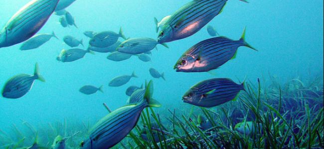 Banchi di pesci striati nuotano tra alghe sott'acqua.