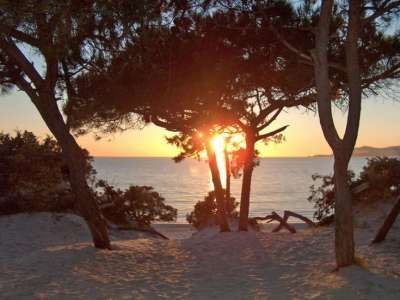 Alberi silhouettati da un tramonto sul mare in una spiaggia sabbiosa.
