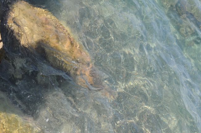 Pietra sommersa in acqua trasparente, con riflessi di luce e dettagli del fondo.