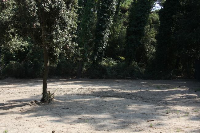 Radura con alberi ombrosi.