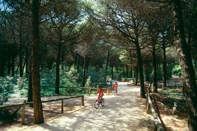 Persone in bicicletta in un bosco ombreggiato.